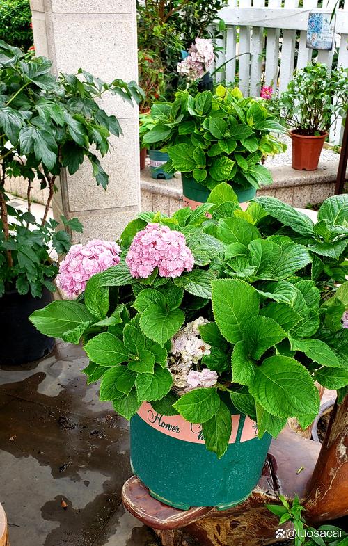 绣球花几月份移栽，绣球花什么时候移盆比较好-第5张图片-优品飞百科