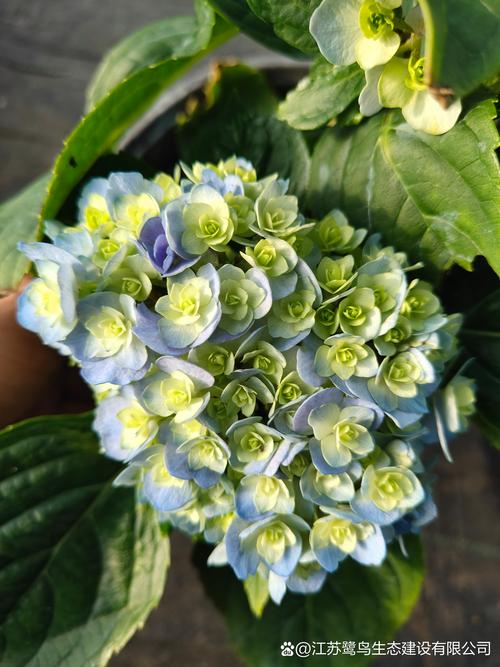 绣球花几月份移栽，绣球花什么时候移盆比较好-第6张图片-优品飞百科