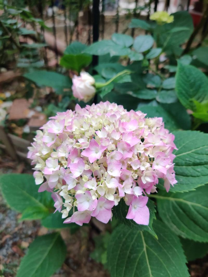 绣球花几月份移栽，绣球花什么时候移盆比较好-第7张图片-优品飞百科