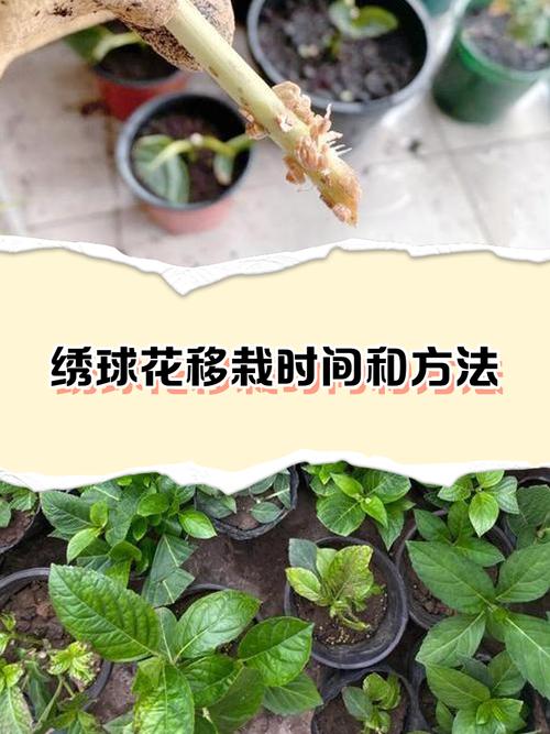 绣球花几月份移栽，绣球花什么时候移盆比较好-第8张图片-优品飞百科