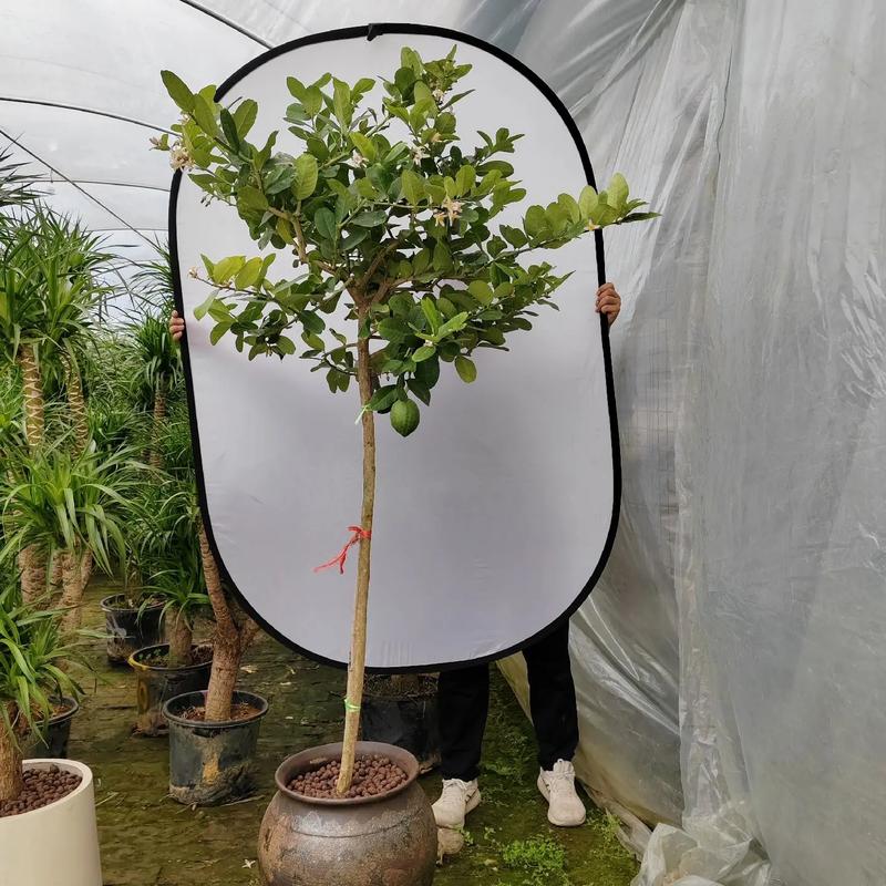 玉溪适合养什么花,市花和市树是什么,玉溪适合养什么花,市花和市树是什么花-第2张图片-优品飞百科 玉溪适合养什么花,市花和市树是什么,玉溪适合养什么花,市花和市树是什么花-第2张图片-优品飞百科