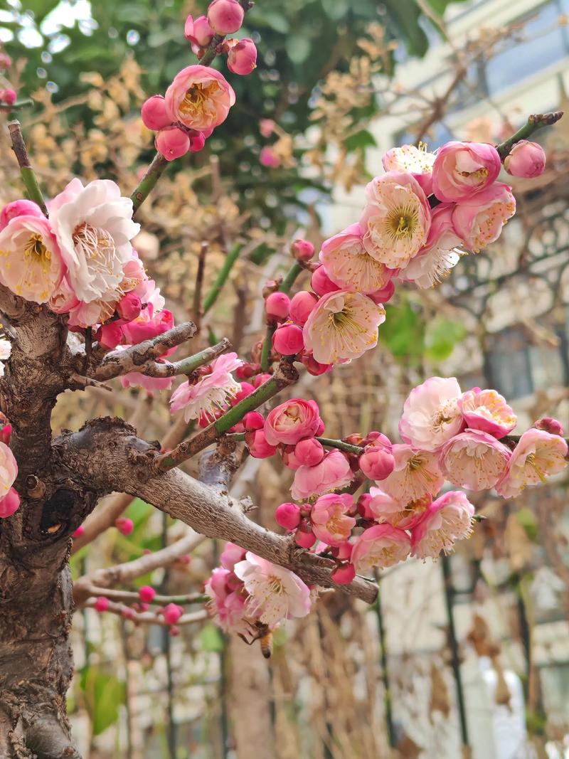 玉溪适合养什么花,市花和市树是什么,玉溪适合养什么花,市花和市树是什么花-第3张图片-优品飞百科 玉溪适合养什么花,市花和市树是什么,玉溪适合养什么花,市花和市树是什么花-第3张图片-优品飞百科