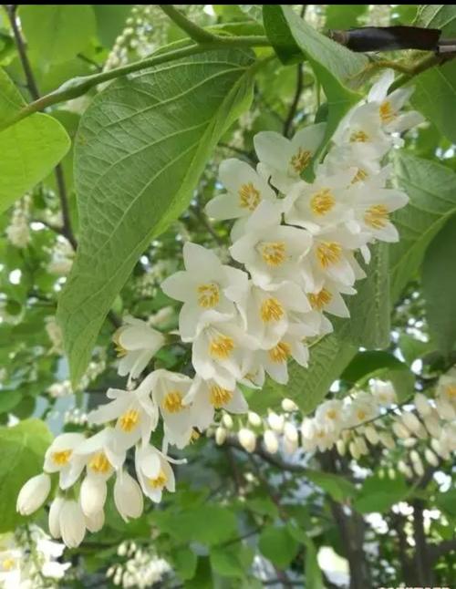 玉溪适合养什么花,市花和市树是什么,玉溪适合养什么花,市花和市树是什么花-第4张图片-优品飞百科 玉溪适合养什么花,市花和市树是什么,玉溪适合养什么花,市花和市树是什么花-第4张图片-优品飞百科