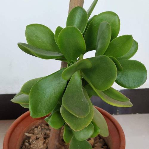 玉溪适合养什么花,市花和市树是什么,玉溪适合养什么花,市花和市树是什么花-第5张图片-优品飞百科 玉溪适合养什么花,市花和市树是什么,玉溪适合养什么花,市花和市树是什么花-第5张图片-优品飞百科