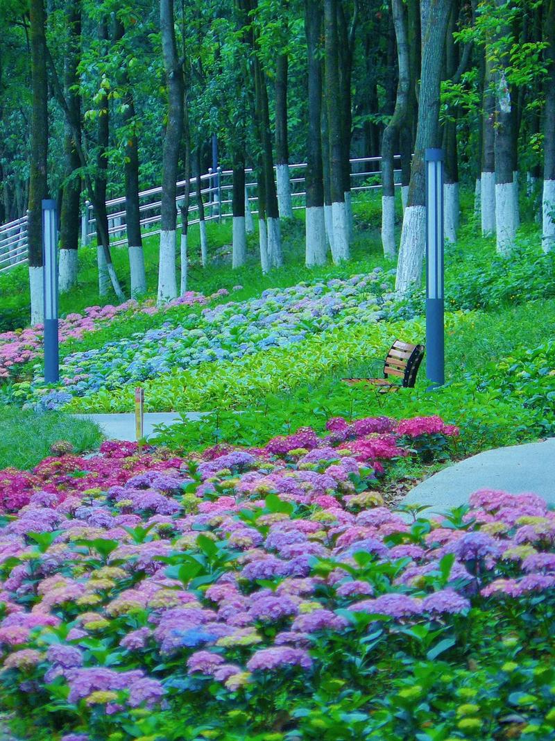 玉溪适合养什么花,市花和市树是什么,玉溪适合养什么花,市花和市树是什么花-第6张图片-优品飞百科 玉溪适合养什么花,市花和市树是什么,玉溪适合养什么花,市花和市树是什么花-第6张图片-优品飞百科