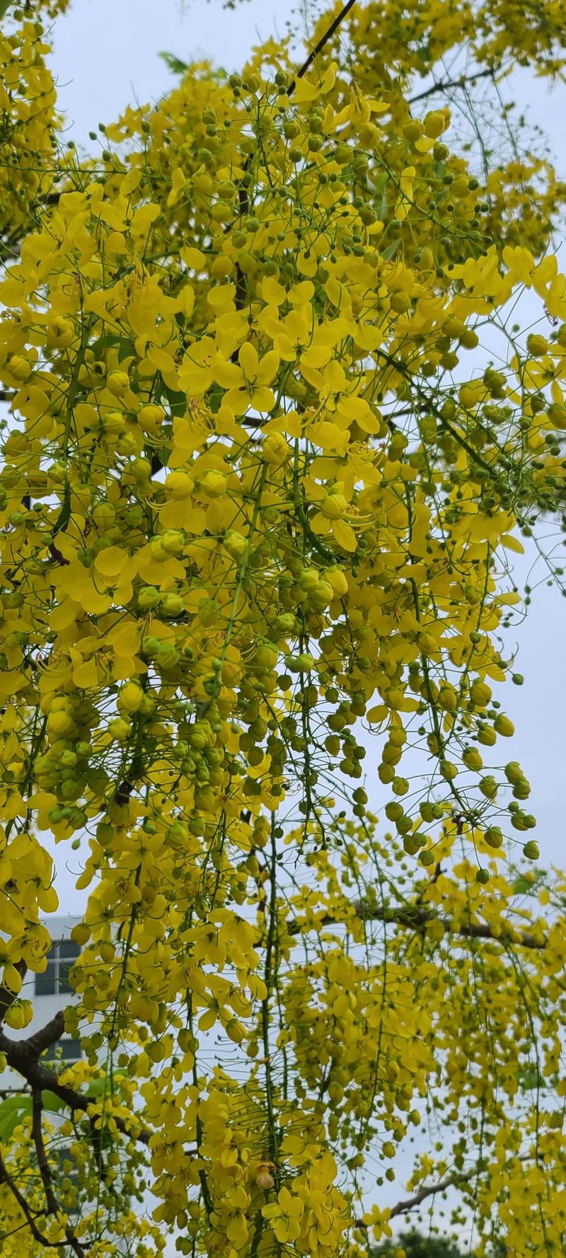 玉溪适合养什么花,市花和市树是什么,玉溪适合养什么花,市花和市树是什么花-第7张图片-优品飞百科 玉溪适合养什么花,市花和市树是什么,玉溪适合养什么花,市花和市树是什么花-第7张图片-优品飞百科