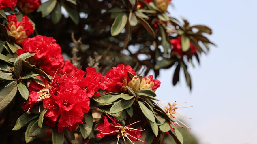 玉溪适合养什么花,市花和市树是什么,玉溪适合养什么花,市花和市树是什么花-第8张图片-优品飞百科 玉溪适合养什么花,市花和市树是什么,玉溪适合养什么花,市花和市树是什么花-第8张图片-优品飞百科