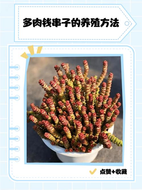 钱串下面干枯了怎么办，钱串下面干枯了怎么补救