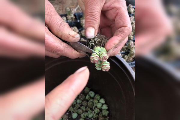 钱串下面干枯了怎么办，钱串下面干枯了怎么补救-第2张图片-优品飞百科