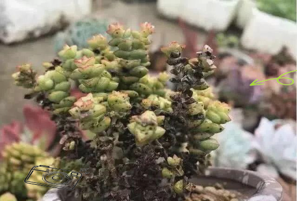 钱串下面干枯了怎么办，钱串下面干枯了怎么补救-第3张图片-优品飞百科