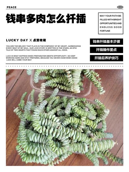 钱串下面干枯了怎么办，钱串下面干枯了怎么补救-第4张图片-优品飞百科