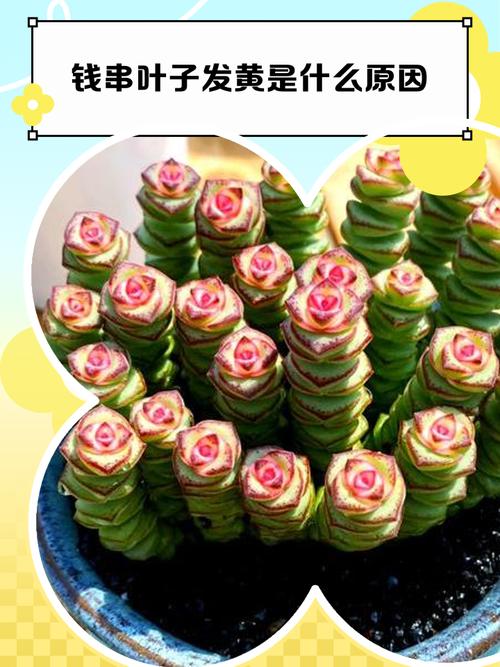 钱串下面干枯了怎么办，钱串下面干枯了怎么补救-第5张图片-优品飞百科