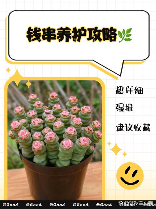 钱串下面干枯了怎么办，钱串下面干枯了怎么补救-第7张图片-优品飞百科