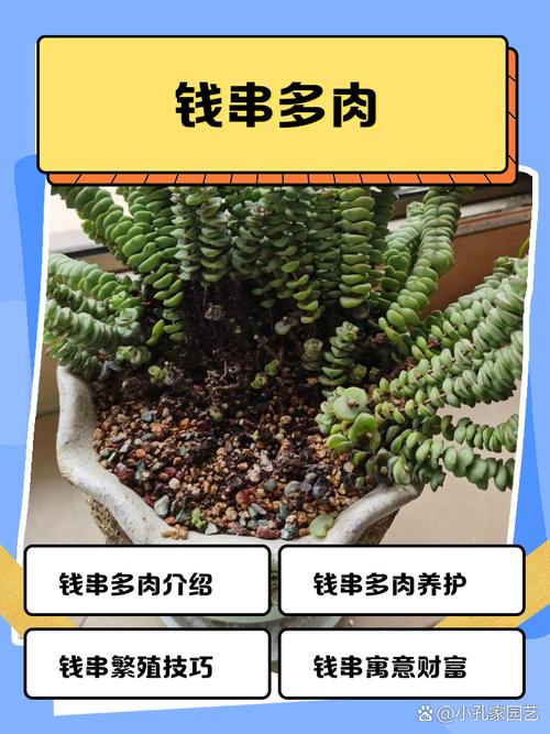 钱串下面干枯了怎么办，钱串下面干枯了怎么补救-第8张图片-优品飞百科