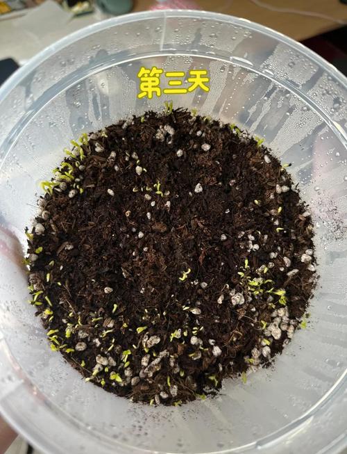 火龙果种子怎么种？火龙果种子怎么种成盆栽,多久浇一次水合适?？