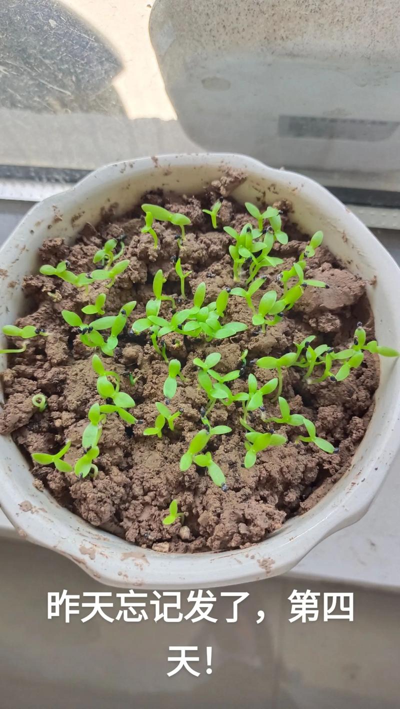 火龙果种子怎么种?火龙果种子怎么种成盆栽,多久浇一次水合适??-第2张图片-优品飞百科 火龙果种子怎么种?火龙果种子怎么种成盆栽,多久浇一次水合适??-第2张图片-优品飞百科