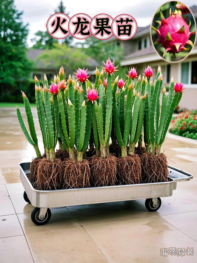 火龙果种子怎么种?火龙果种子怎么种成盆栽,多久浇一次水合适??-第3张图片-优品飞百科 火龙果种子怎么种?火龙果种子怎么种成盆栽,多久浇一次水合适??-第3张图片-优品飞百科
