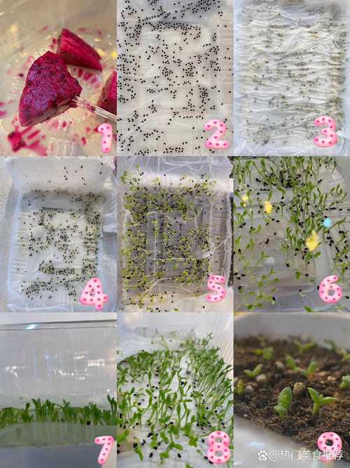 火龙果种子怎么种?火龙果种子怎么种成盆栽,多久浇一次水合适??-第4张图片-优品飞百科 火龙果种子怎么种?火龙果种子怎么种成盆栽,多久浇一次水合适??-第4张图片-优品飞百科