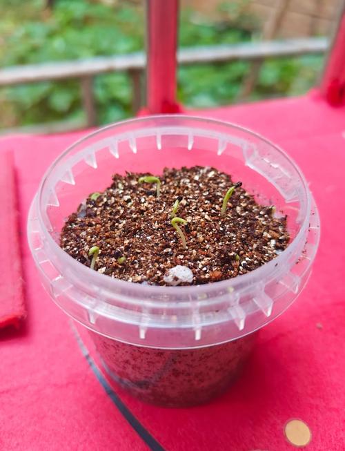 火龙果种子怎么种?火龙果种子怎么种成盆栽,多久浇一次水合适??-第5张图片-优品飞百科 火龙果种子怎么种?火龙果种子怎么种成盆栽,多久浇一次水合适??-第5张图片-优品飞百科