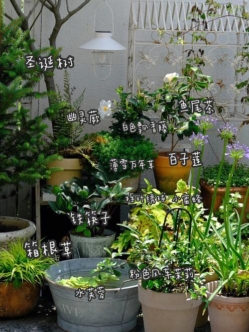 5种适合屋顶绿化的植物，屋顶绿化植物配置的要点有什么?-第3张图片-优品飞百科