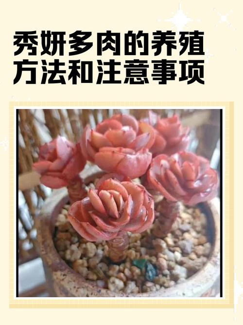 秀妍怎么繁殖，秀妍怎么养才会包起来？