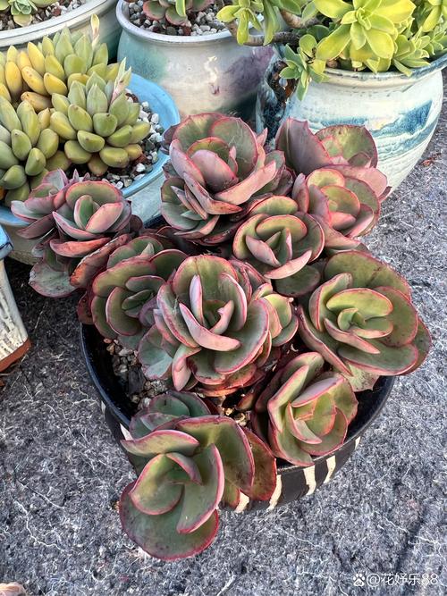 秀妍怎么繁殖，秀妍怎么养才会包起来？-第2张图片-优品飞百科