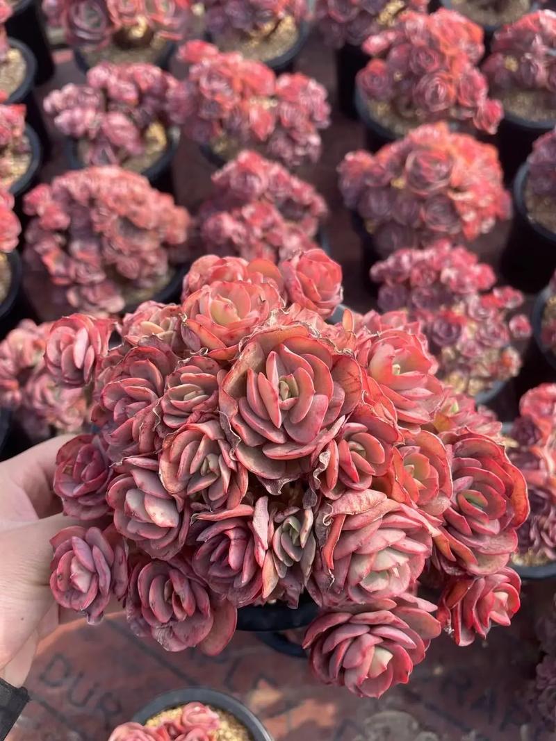 秀妍怎么繁殖，秀妍怎么养才会包起来？-第3张图片-优品飞百科