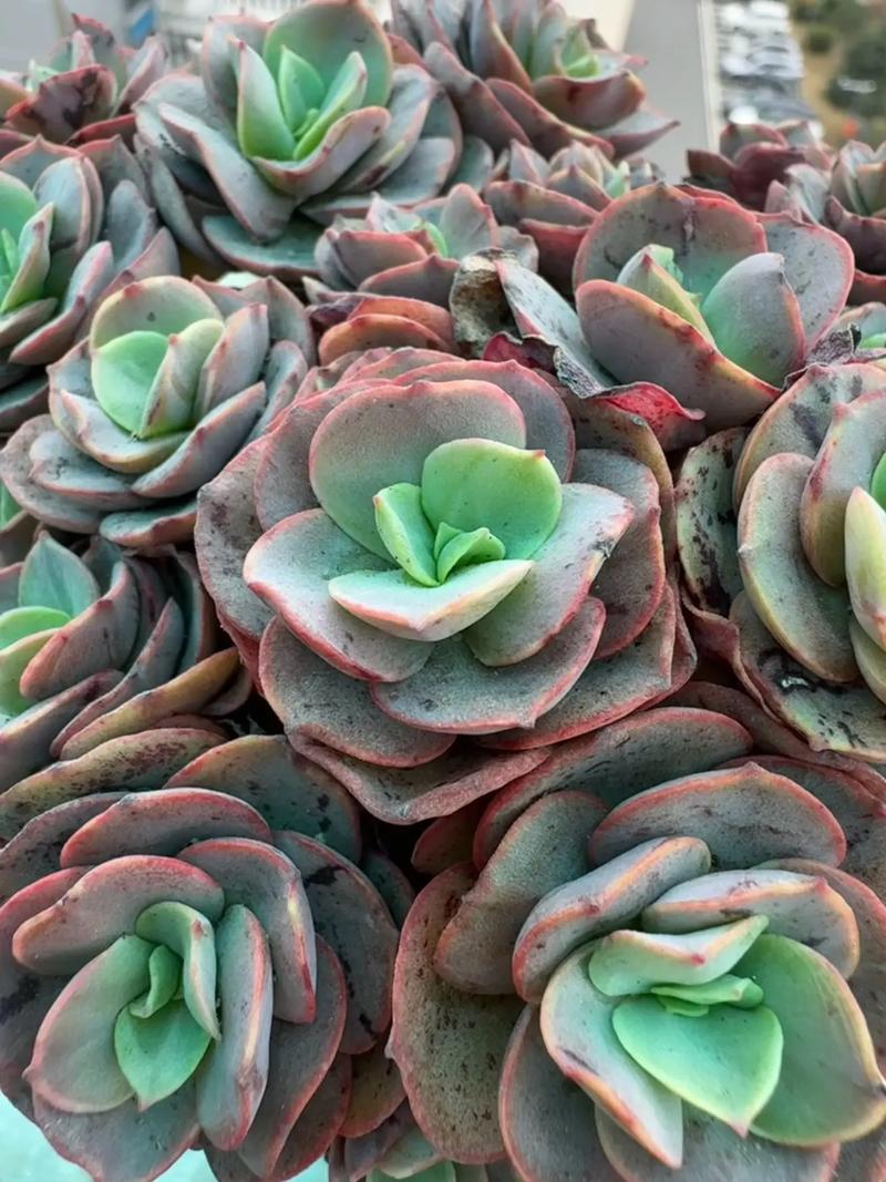 秀妍怎么繁殖，秀妍怎么养才会包起来？-第4张图片-优品飞百科