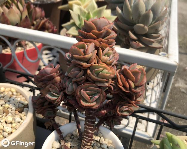 秀妍怎么繁殖，秀妍怎么养才会包起来？-第5张图片-优品飞百科