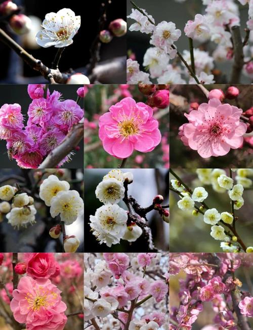 梅花的春天养殖方法？梅花春夏季怎么养护？