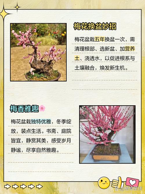 梅花的春天养殖方法？梅花春夏季怎么养护？-第2张图片-优品飞百科