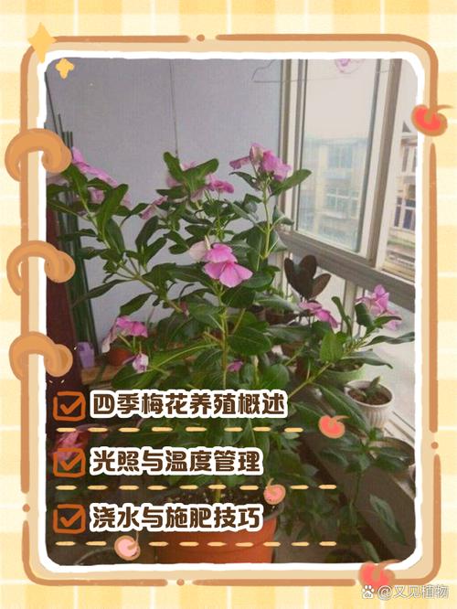 梅花的春天养殖方法？梅花春夏季怎么养护？-第3张图片-优品飞百科