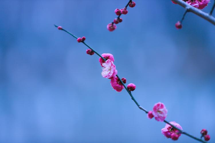 梅花的春天养殖方法？梅花春夏季怎么养护？-第4张图片-优品飞百科