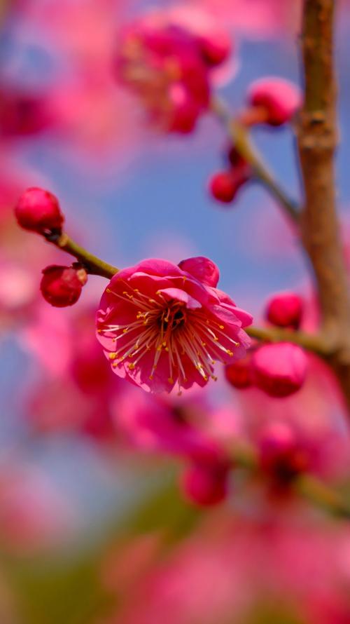 梅花的春天养殖方法？梅花春夏季怎么养护？-第5张图片-优品飞百科