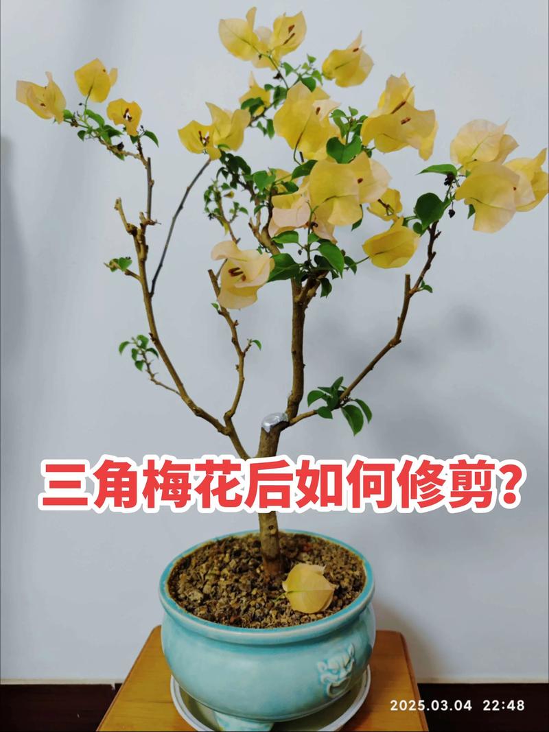 梅花的春天养殖方法？梅花春夏季怎么养护？-第7张图片-优品飞百科