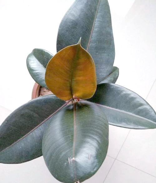 橡皮树叶子发黄怎么回事，怎么补救？橡皮树叶发黄怎么办？-第1张图片-优品飞百科