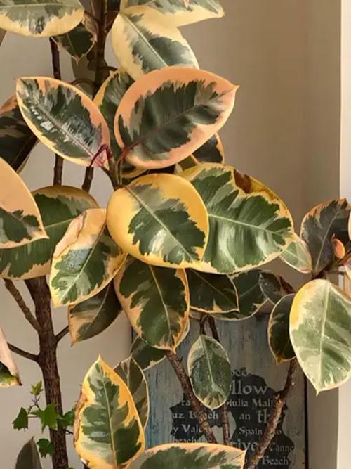 橡皮树叶子发黄怎么回事，怎么补救？橡皮树叶发黄怎么办？-第2张图片-优品飞百科