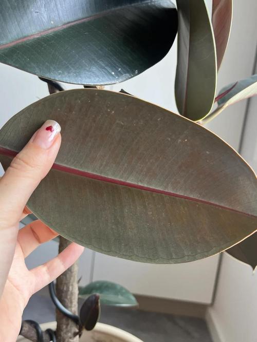 橡皮树叶子发黄怎么回事，怎么补救？橡皮树叶发黄怎么办？-第3张图片-优品飞百科