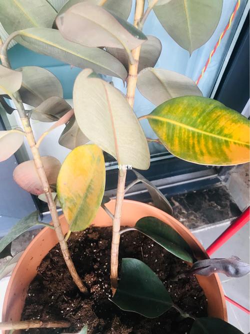 橡皮树叶子发黄怎么回事，怎么补救？橡皮树叶发黄怎么办？-第4张图片-优品飞百科