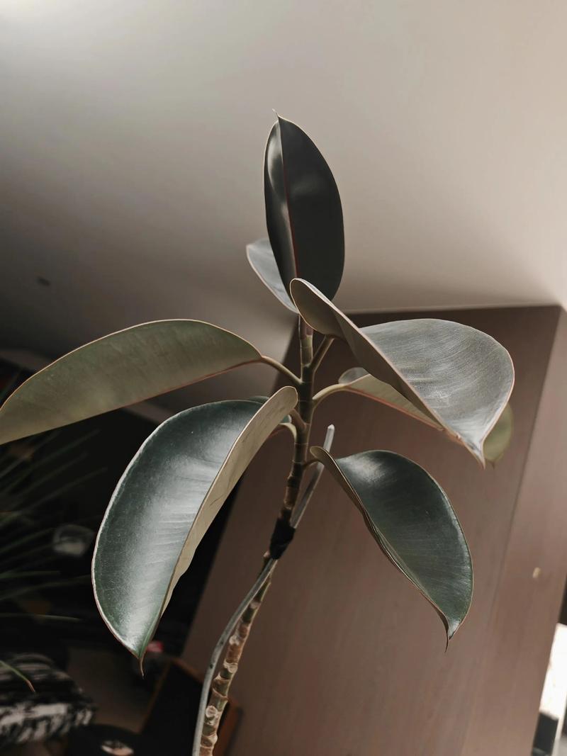 橡皮树叶子发黄怎么回事，怎么补救？橡皮树叶发黄怎么办？-第5张图片-优品飞百科