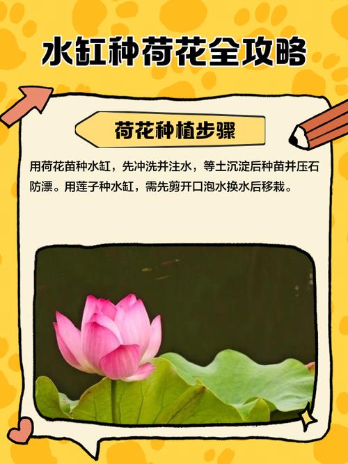 有条件就养盆荷花吧，能赏花，能吃果，能喝茶，全身是宝贝！，荷花可以盆栽的品种？-第2张图片-优品飞百科