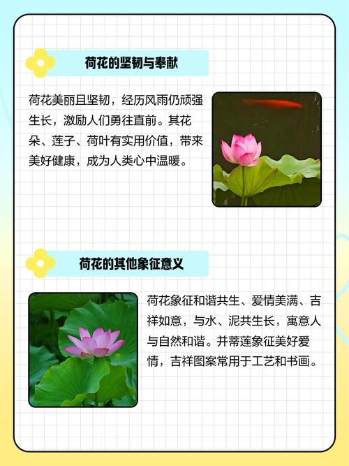 有条件就养盆荷花吧，能赏花，能吃果，能喝茶，全身是宝贝！，荷花可以盆栽的品种？-第3张图片-优品飞百科