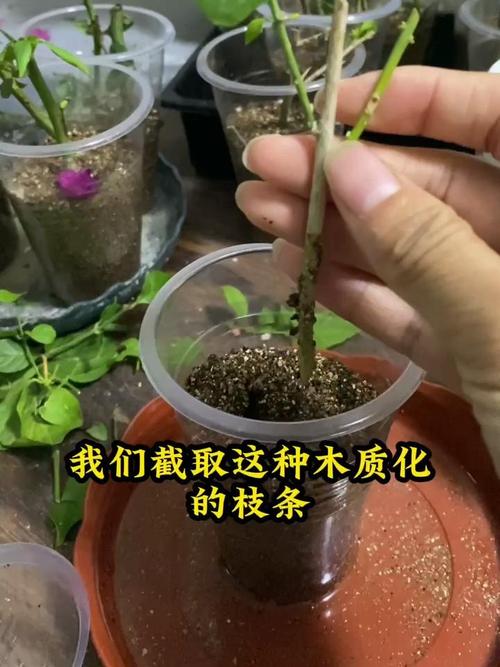 茉莉怎么繁殖，茉莉怎么繁殖后代-第1张图片-优品飞百科