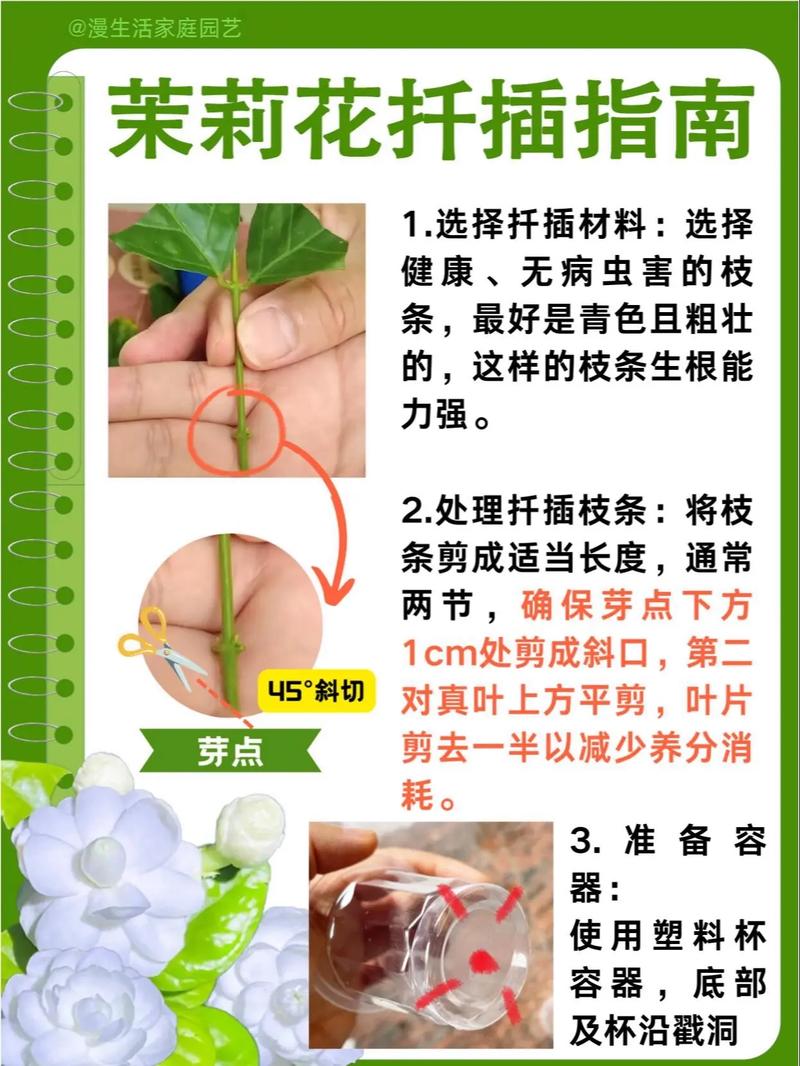 茉莉怎么繁殖，茉莉怎么繁殖后代-第3张图片-优品飞百科