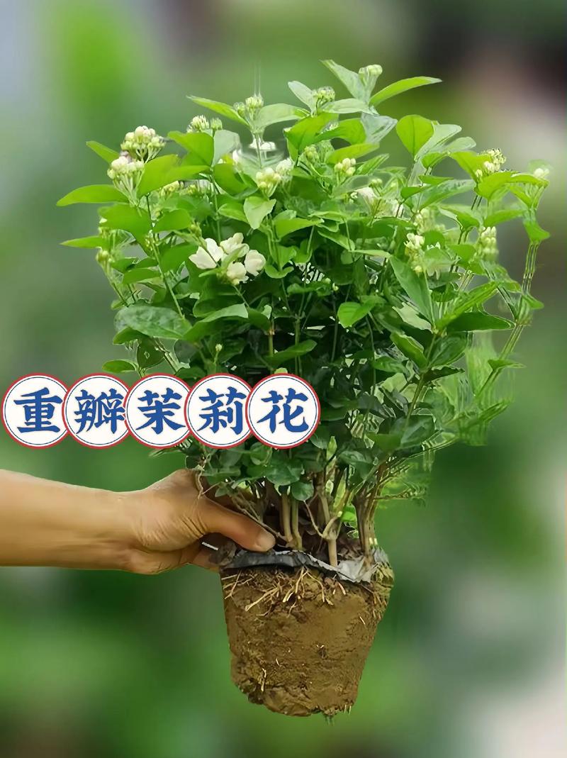 茉莉怎么繁殖，茉莉怎么繁殖后代-第4张图片-优品飞百科