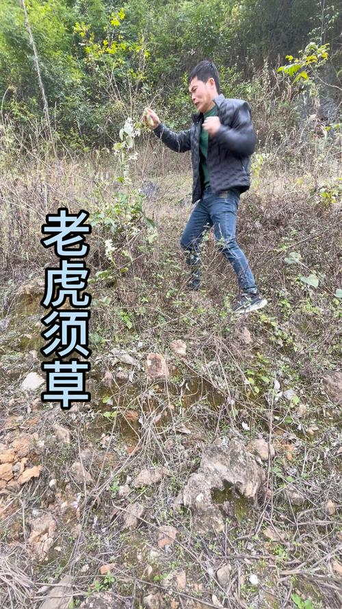 老虎须的养殖方法及注意事项？老虎须植物图片？