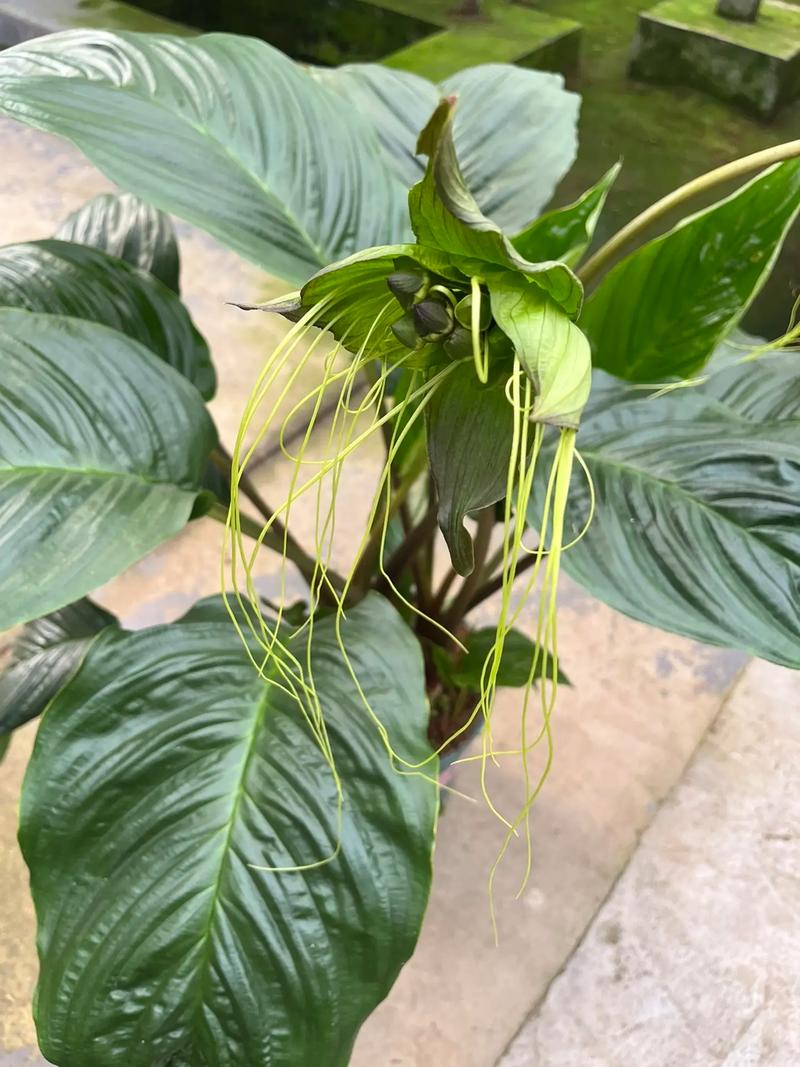 老虎须的养殖方法及注意事项？老虎须植物图片？-第4张图片-优品飞百科