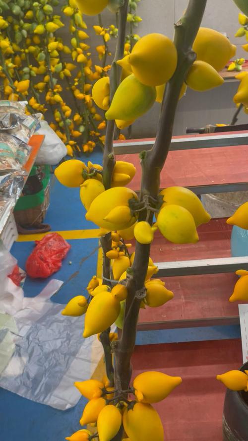 黄金果（乳茄）的养殖方法和注意事项？黄金果的功效与作用黄金果费用？