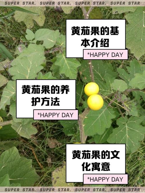 黄金果（乳茄）的养殖方法和注意事项？黄金果的功效与作用黄金果费用？-第2张图片-优品飞百科