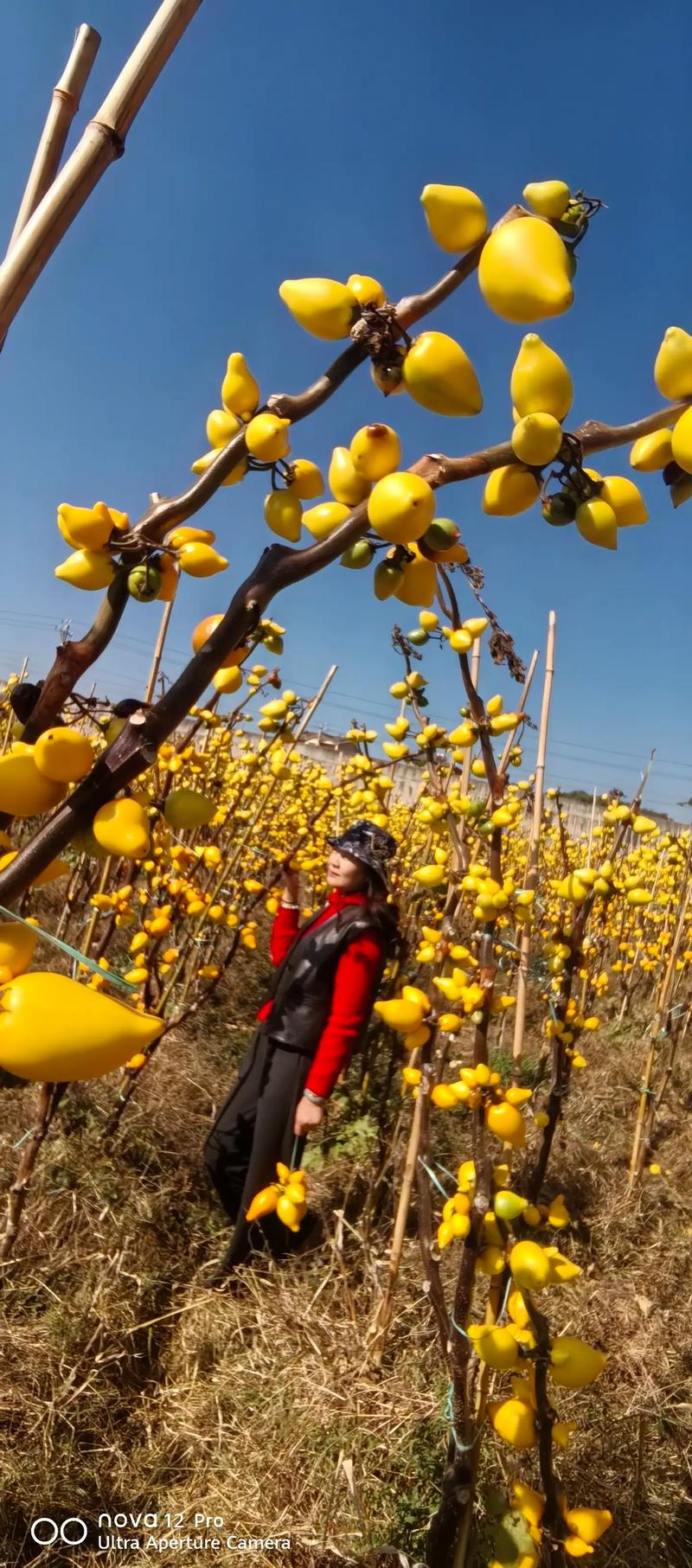 黄金果（乳茄）的养殖方法和注意事项？黄金果的功效与作用黄金果费用？-第3张图片-优品飞百科
